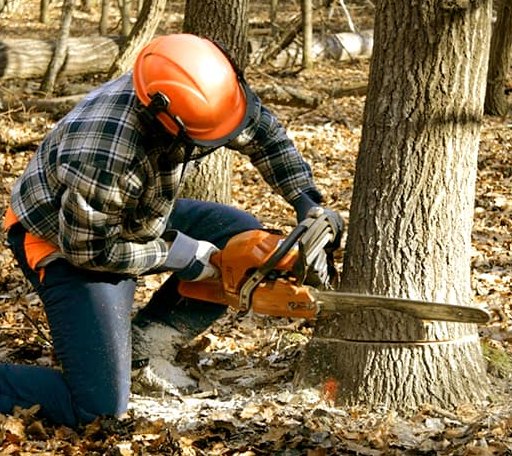 Tree Removal in Dresser, WI